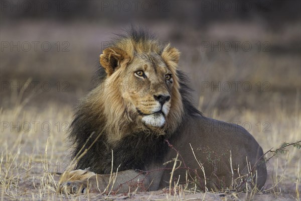 Black-maned lion