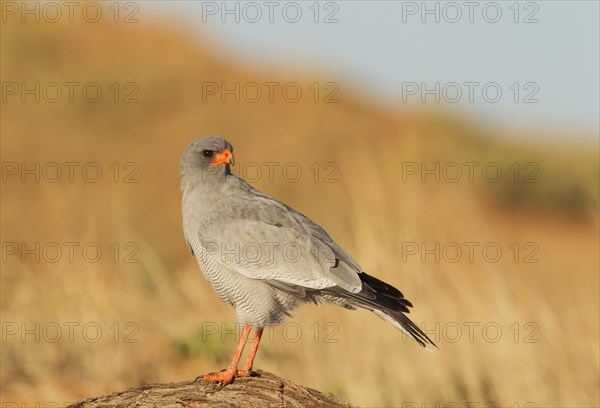 Pale-chanting Goshawk