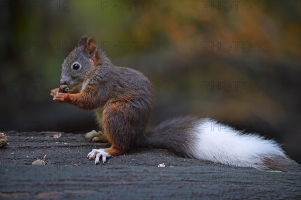 Eurasian red squirrel