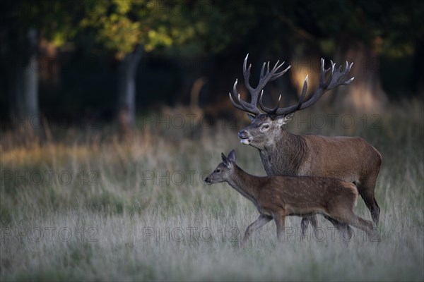 Red Deer