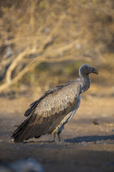 Cape griffon