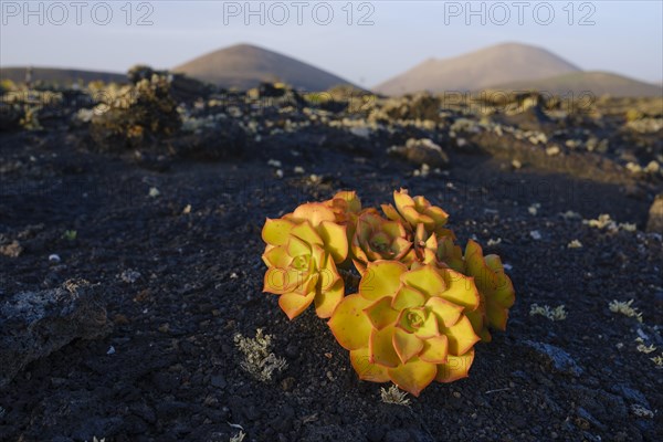 Aeonium lancerottense