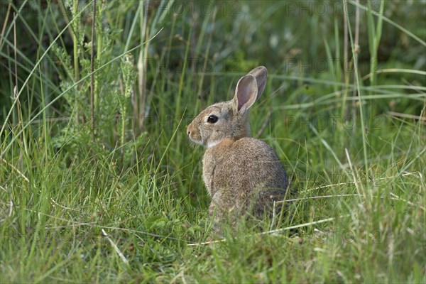 European rabbit