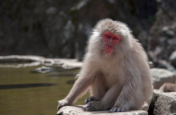 Japanese macaque