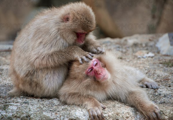 Two Japanese macaque