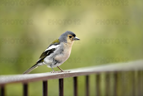 Madeiran chaffinch