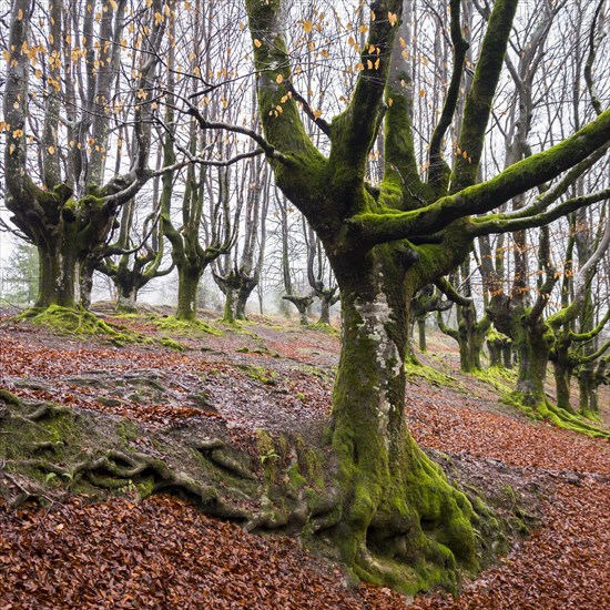 Gorbea Natural Park