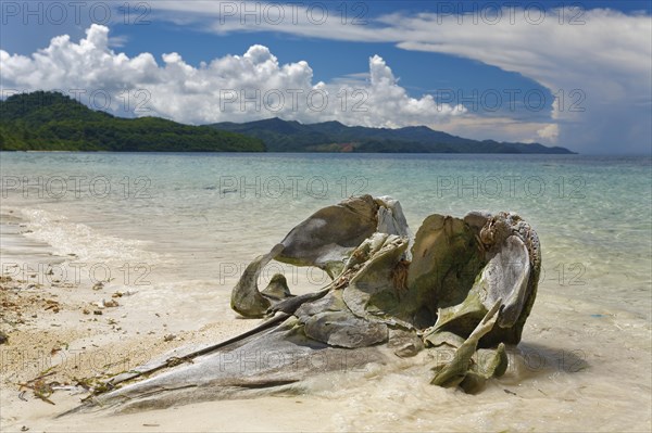 Skull of a Humpback whale