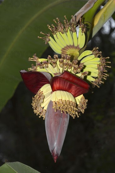 Fruit stands of a Banana plant