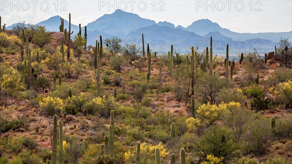 Saguaros