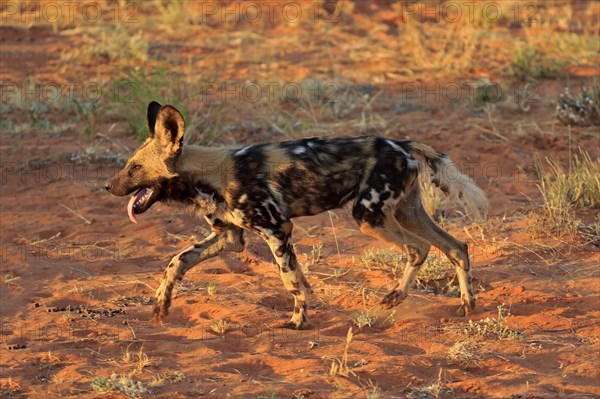 African wild dog