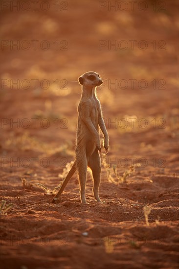 Meerkat