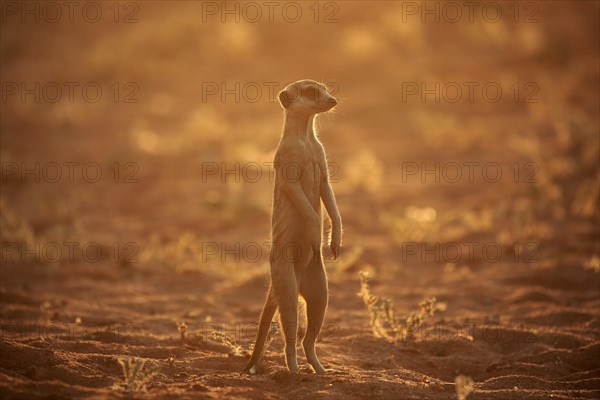 Meerkat