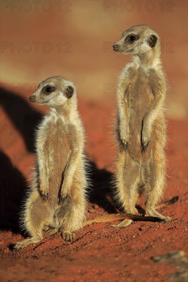 Two Meerkats