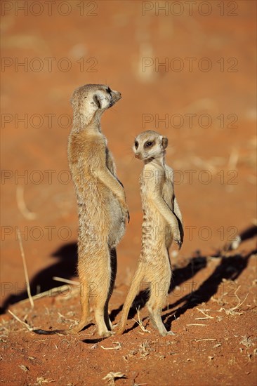 Two Meerkats