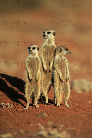 Meerkats