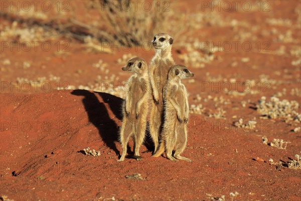 Meerkats