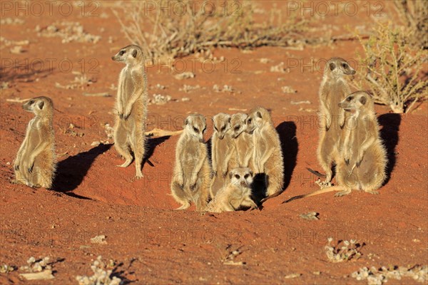 Meerkats