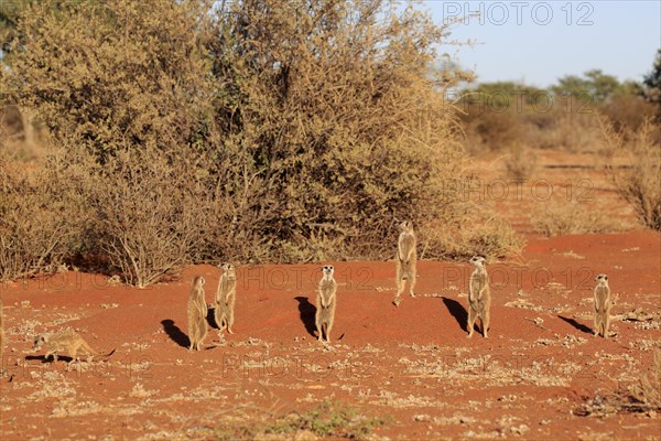 Meerkats