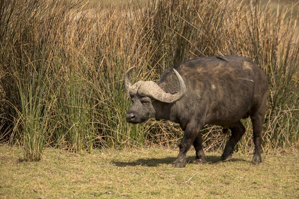 Cape buffalo