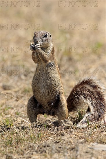 Cape ground squirrel