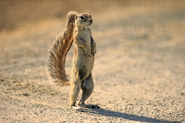 Cape ground squirrel