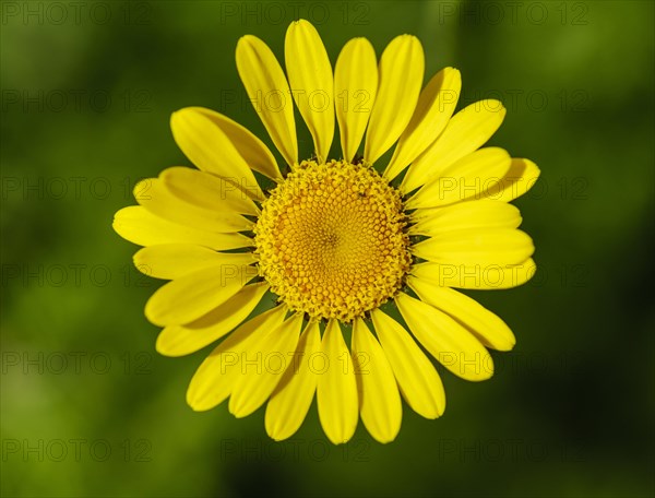 Flower of golden marguerite