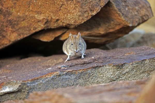 Short-eared Elephant Shrew