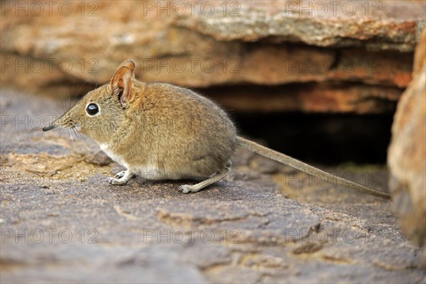 Short-eared Elephant Shrew