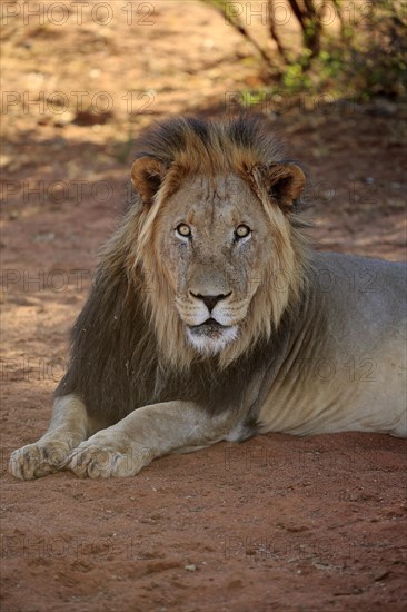 Kalahari lion