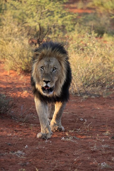 Kalahari lion