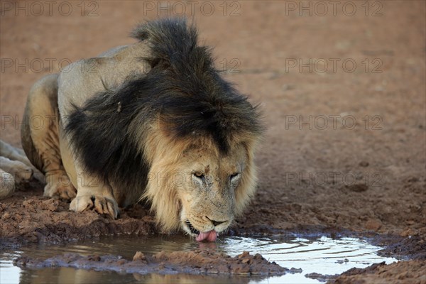 Kalahari lion