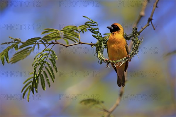 Southern Masked Weaver