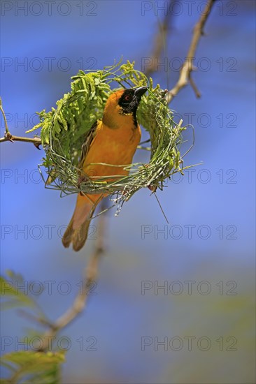 Southern Masked Weaver