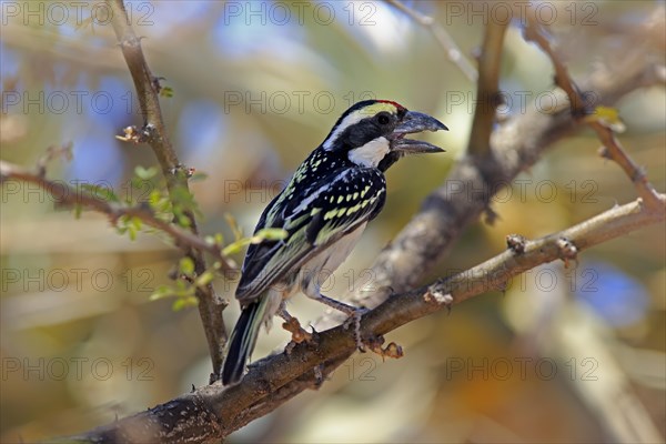 Acacia Pied Barbet