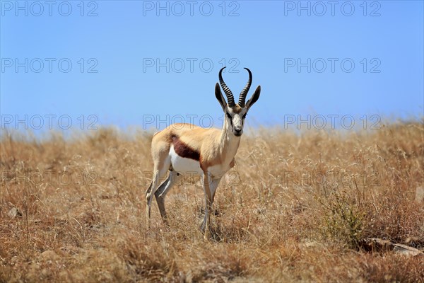 Springbok