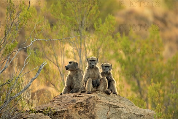 Chacma baboons