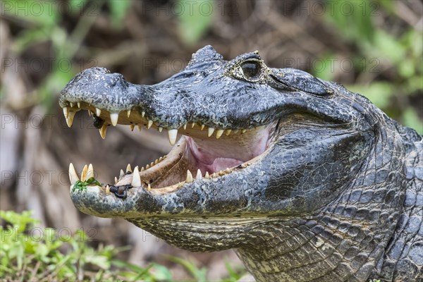 Spectacled caiman