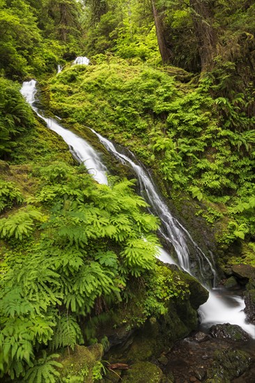 Waterfall in Olympic National Park