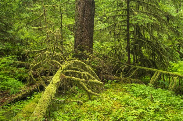 Dense vegetation in the rainforest