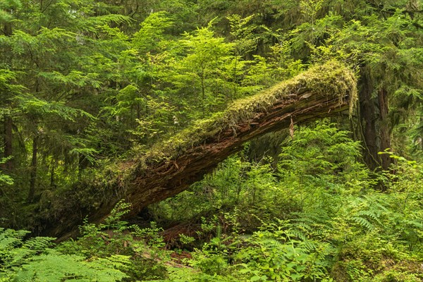 Moss-covered tree in the rainforest