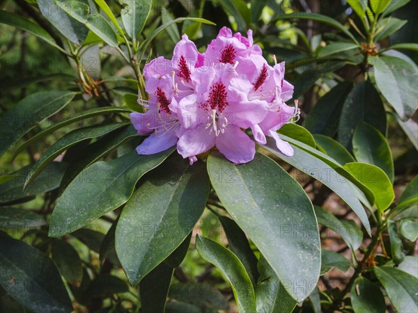 Rhododendron hybrid