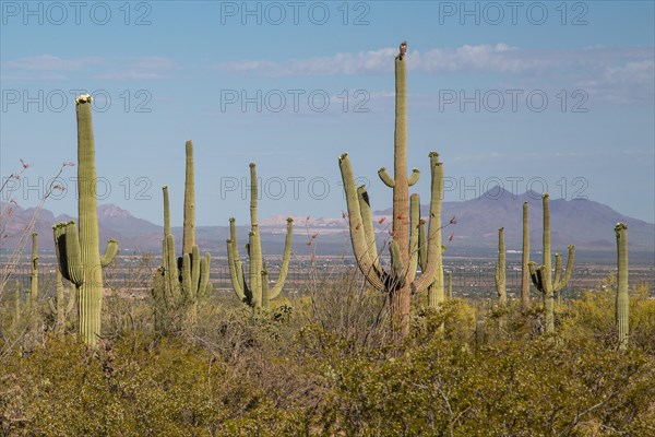 Saguaros
