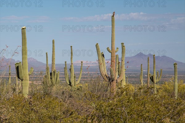 Saguaros