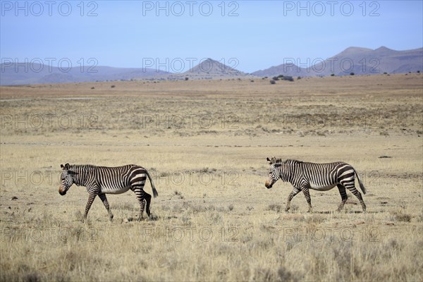 Cape mountain zebras