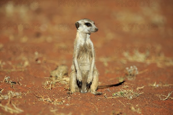 Meerkat