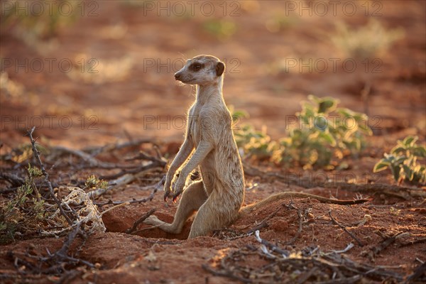 Meerkat