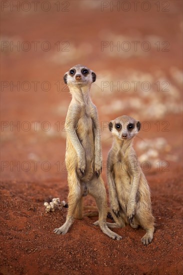 Two Meerkats