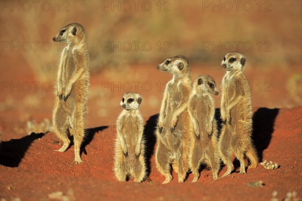 Meerkats