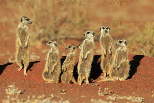 Meerkats